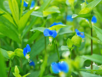 10/3に撮影したツユクサの花