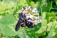 シロツメクサの花で吸蜜中のクマバチ