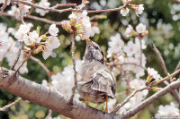 花を壊さないでねって・・
